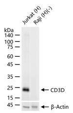 CD3d Antibody in Western Blot (WB)