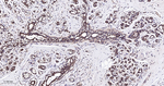 TSG101 Antibody in Immunohistochemistry (Paraffin) (IHC (P))
