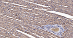 TSG101 Antibody in Immunohistochemistry (Paraffin) (IHC (P))