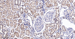 TSG101 Antibody in Immunohistochemistry (Paraffin) (IHC (P))