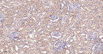 TSG101 Antibody in Immunohistochemistry (Paraffin) (IHC (P))