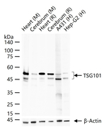 TSG101 Antibody in Western Blot (WB)