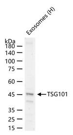 TSG101 Antibody in Western Blot (WB)