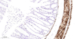 HSP27 Antibody in Immunohistochemistry (Paraffin) (IHC (P))