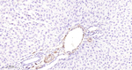 HSP27 Antibody in Immunohistochemistry (Paraffin) (IHC (P))
