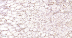 HSP27 Antibody in Immunohistochemistry (Paraffin) (IHC (P))