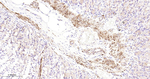 HSP27 Antibody in Immunohistochemistry (Paraffin) (IHC (P))