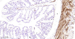 HSP27 Antibody in Immunohistochemistry (Paraffin) (IHC (P))