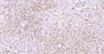 HSP27 Antibody in Immunohistochemistry (Paraffin) (IHC (P))
