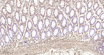 HSP27 Antibody in Immunohistochemistry (Paraffin) (IHC (P))