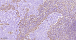HSP27 Antibody in Immunohistochemistry (Paraffin) (IHC (P))