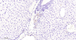 HSP27 Antibody in Immunohistochemistry (Paraffin) (IHC (P))