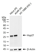 HSP27 Antibody in Western Blot (WB)