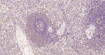 CCR7 Antibody in Immunohistochemistry (Paraffin) (IHC (P))