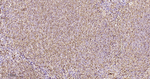 CCR7 Antibody in Immunohistochemistry (Paraffin) (IHC (P))