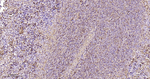 CCR7 Antibody in Immunohistochemistry (Paraffin) (IHC (P))