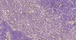 CCR7 Antibody in Immunohistochemistry (Paraffin) (IHC (P))