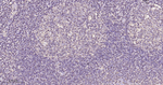 CCR7 Antibody in Immunohistochemistry (Paraffin) (IHC (P))