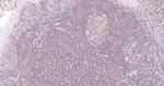CCR7 Antibody in Immunohistochemistry (Paraffin) (IHC (P))