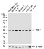 CCR7 Antibody in Western Blot (WB)