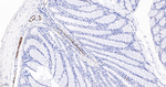 VWF Antibody in Immunohistochemistry (Paraffin) (IHC (P))