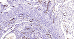 VWF Antibody in Immunohistochemistry (Paraffin) (IHC (P))