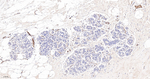 VWF Antibody in Immunohistochemistry (Paraffin) (IHC (P))