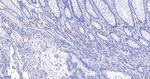 VWF Antibody in Immunohistochemistry (Paraffin) (IHC (P))