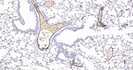 VWF Antibody in Immunohistochemistry (Paraffin) (IHC (P))