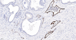 VWF Recombinant Rabbit Monoclonal Antibody (9C2)