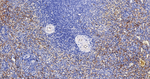 VWF Antibody in Immunohistochemistry (Paraffin) (IHC (P))