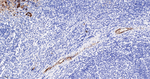 VWF Antibody in Immunohistochemistry (Paraffin) (IHC (P))