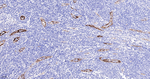 VWF Antibody in Immunohistochemistry (Paraffin) (IHC (P))