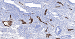 VWF Antibody in Immunohistochemistry (Paraffin) (IHC (P))