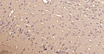 SOD1 Antibody in Immunohistochemistry (Paraffin) (IHC (P))
