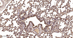 SOD1 Antibody in Immunohistochemistry (Paraffin) (IHC (P))