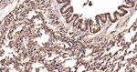 SOD1 Antibody in Immunohistochemistry (Paraffin) (IHC (P))