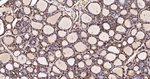 SOD1 Antibody in Immunohistochemistry (Paraffin) (IHC (P))