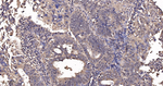 SOD1 Antibody in Immunohistochemistry (Paraffin) (IHC (P))