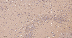 SOD1 Antibody in Immunohistochemistry (Paraffin) (IHC (P))