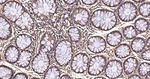SOD1 Antibody in Immunohistochemistry (Paraffin) (IHC (P))