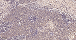 SOD1 Antibody in Immunohistochemistry (Paraffin) (IHC (P))