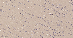SOD1 Antibody in Immunohistochemistry (Paraffin) (IHC (P))
