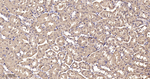 SOD1 Antibody in Immunohistochemistry (Paraffin) (IHC (P))