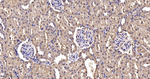 SOD1 Antibody in Immunohistochemistry (Paraffin) (IHC (P))