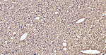 SOD1 Antibody in Immunohistochemistry (Paraffin) (IHC (P))