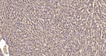 SOD1 Antibody in Immunohistochemistry (Paraffin) (IHC (P))