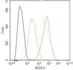 AGO2 Recombinant Rabbit Monoclonal Antibody (7C3)