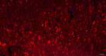NF-H Recombinant Rabbit Monoclonal Antibody (4C3)