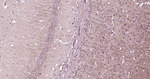 NF-H Antibody in Immunohistochemistry (Paraffin) (IHC (P))